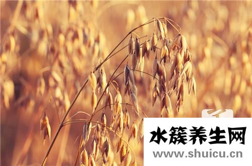 小麥草榨汁機