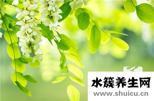 槐花能吃嗎