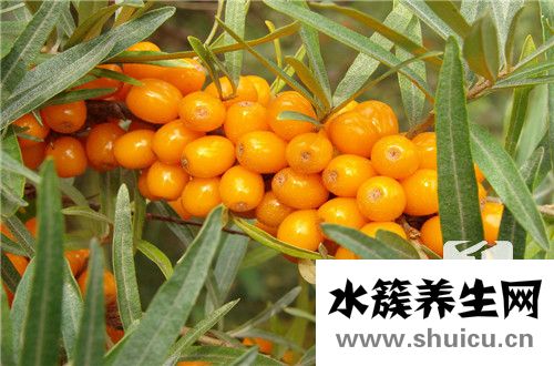 葉茶