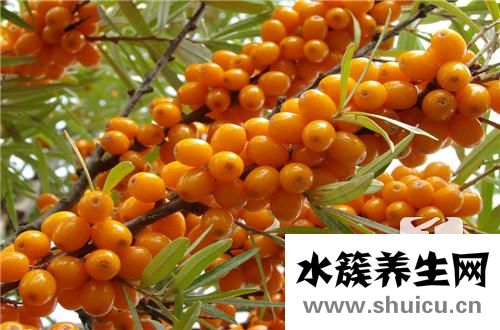 葉茶