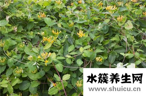 金銀花烘干