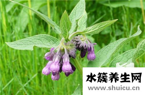 魚腥草提取物