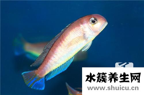 河豚魚的做法