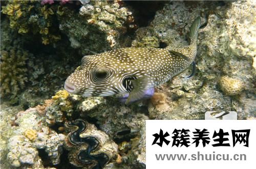 河豚魚的做法