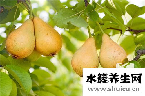 川貝母蒸梨