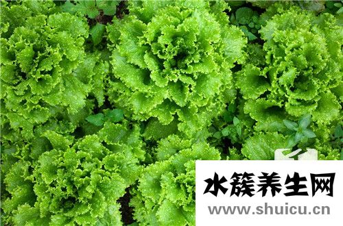 吃素的壞處