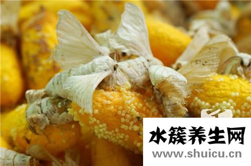 榨蠶絲
