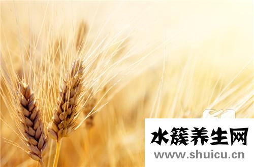 小麥草汁