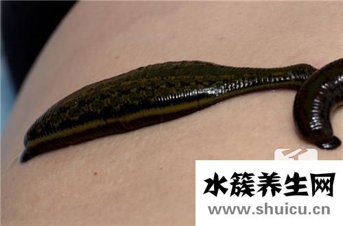 谷氨酰轉肽酶高