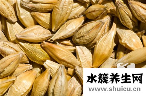 小麥草汁