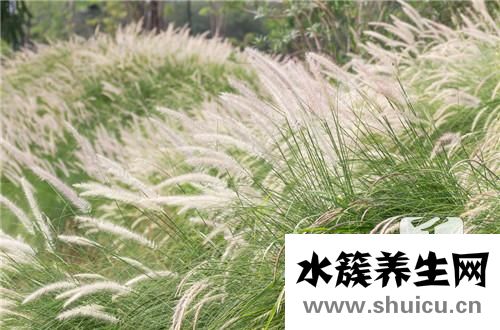 鮮白茅根