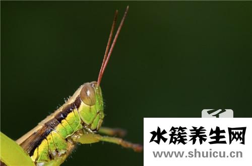 怎樣滅蟑螂