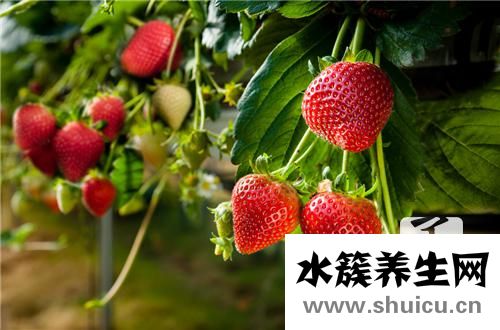 樹莓是什么