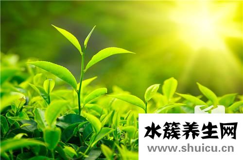 茶葉保存