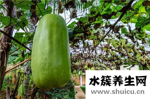冬瓜湯的做法大全
