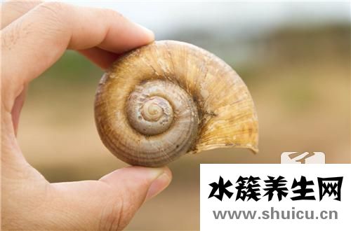 炒田螺的做法