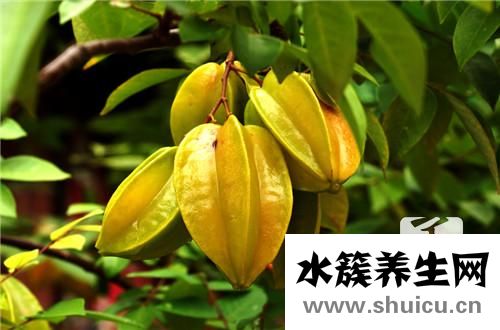 楊桃怎么吃圖解