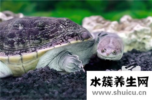 烏龜怎么吃