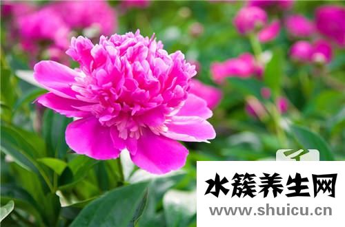 丹皮的功效
