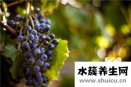 葡萄的種類