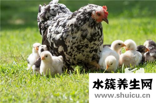 雞內金的功效