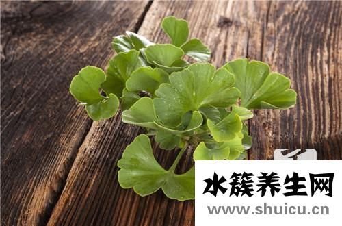 銀杏樹的特點