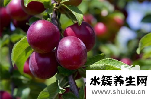 蔓越梅