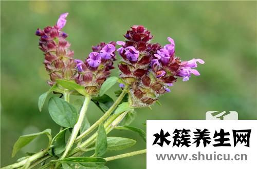 草紅花的功效與作用