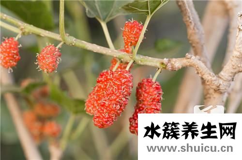 桑樹果