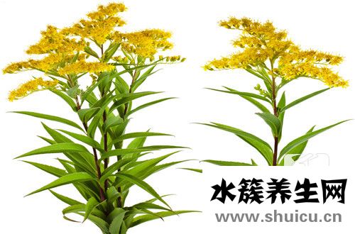 米仔蘭