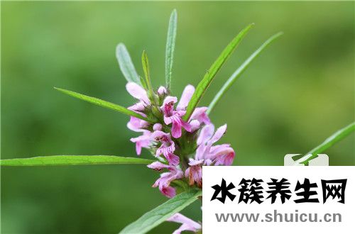 三葉鬼針草
