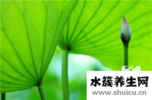 山楂決明子茶