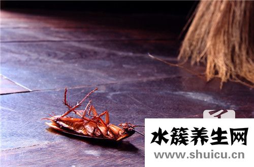 家里有蟑螂怎么辦