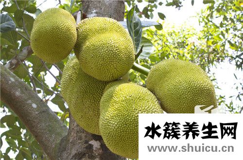 木菠蘿