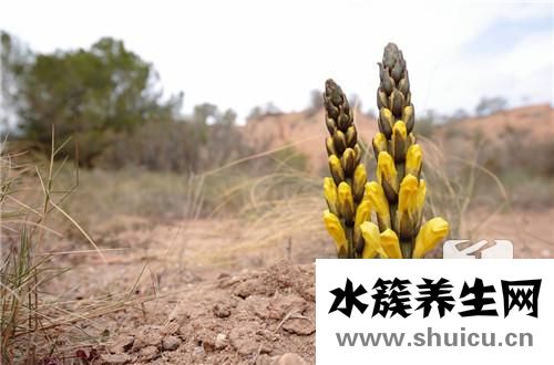 肉蓯蓉怎么吃
