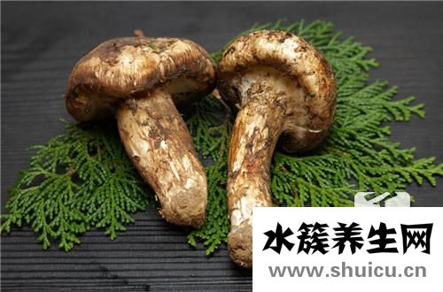 松茸菌
