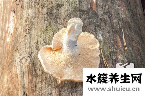 香菇怎么做