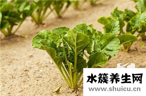 爆炒大頭菜