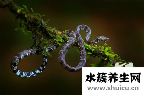裂頭蚴