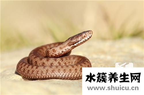 裂頭蚴