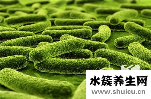 蛋白質的作用