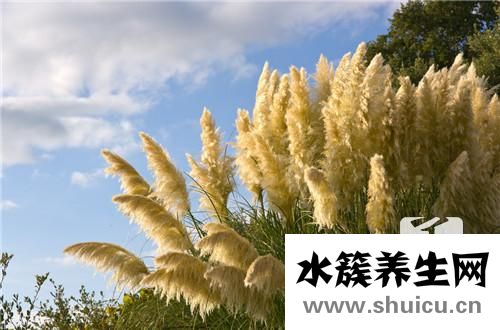蒲公英根