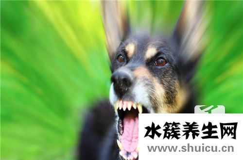 貓抓病