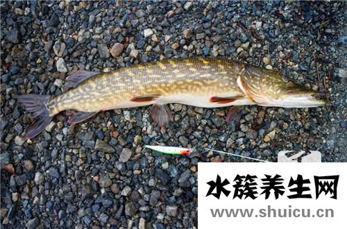 泥鰍需要去內臟嗎