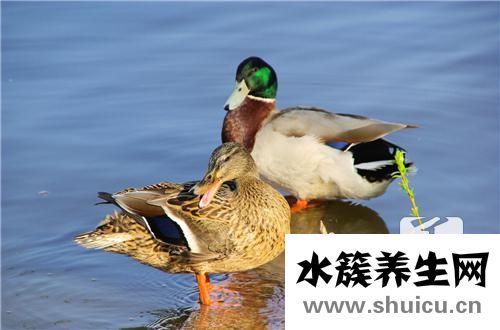 鵝和鴨的區別