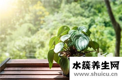 花盆怎么做