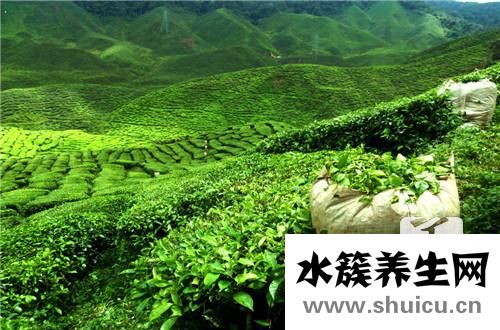 樺樹茸最佳的服用方法