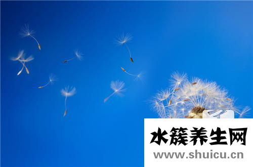 黃黃苗