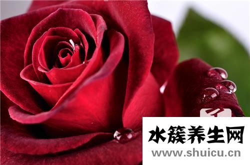 風干的玫瑰