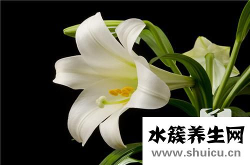 銀耳百合湯